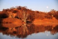 Morning in the woods, reflected in the lake