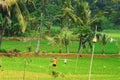 Morning work in rice field