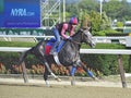 Morning Workouts at Belmont Park