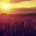 Morning yellow wheat field on the sunset cloudy orange sky background Setting sun rays on horizon in rural meadow Close up nature Royalty Free Stock Photo