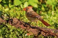 Female Northern Cardinal following the male where ever he goes! Royalty Free Stock Photo