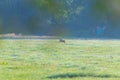 In the morning you  can see deer in the fields Royalty Free Stock Photo