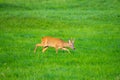 In the morning you  can see deer in the fields Royalty Free Stock Photo