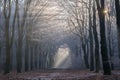 Morninglight breaking through hoarfrost-covered trees in National Park Veluwe
