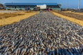 The mornings catch of fish drying under the sun at the beach fish market in Negombo, Sri Lanka