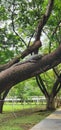 Mornitor lizard lying on the tree