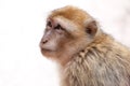 Morocan monkey Royalty Free Stock Photo