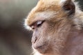 Morocan monkey Royalty Free Stock Photo