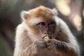 Morocan monkey Royalty Free Stock Photo