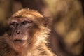 Morocan monkey Royalty Free Stock Photo