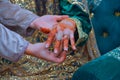 Moroccan bride with painted hands. Henna Tattoo Royalty Free Stock Photo