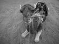 Moroccan camel chewing, Camelus dromedarius, in the Sahara