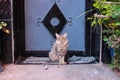 A Moroccan cat sits on a rag rug in front of the door. Marrakech, Morocco, Africa Royalty Free Stock Photo