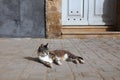 Moroccan city cat - El Jadida Royalty Free Stock Photo