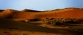 A moroccan desert scenery with sand dunes and desert grass plant