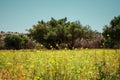 The Moroccan field is home to argan trees