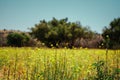 The Moroccan field is home to argan trees