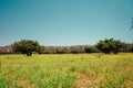 The Moroccan field is home to argan trees