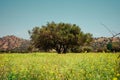 The Moroccan field is home to argan trees