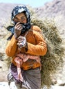 A Moroccan girl carrying a load of hay in the Todra Gorge at Tinerhir in Morocco.