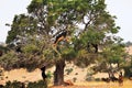 Moroccan goats in an Argan tree (Argania spinosa) eating Argan n Royalty Free Stock Photo