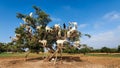 Moroccan goats in an Argan tree eating Argan nuts Royalty Free Stock Photo