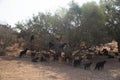 Moroccan goats in an Argan tree eating Argan nuts Royalty Free Stock Photo