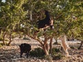 Moroccan goats climb the argan tree