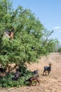 Moroccan goats climbed up on tree eat argan tree nuts in Morocco Royalty Free Stock Photo