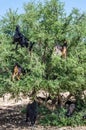 Moroccan goats climbed up on tree eat argan tree nuts in Morocco