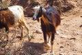 Moroccan goats looking for food among the desert sandy territories. Essaouira, Morocco