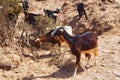 Moroccan goats looking for food among the desert sandy territories. Essaouira, Morocco