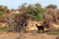 Moroccan goats looking for food among the desert sandy territories. Essaouira, Morocco