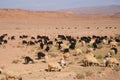Moroccan goats near oasis in Tineghir , Morocco