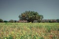 Argan trees are a part of the Moroccan field