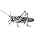 Moroccan locust Dociostaurus maroccanus sitting side view, gravure style ink drawing illustration isolated