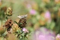 Moroccan locust on a dry clover flower