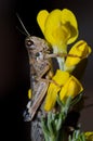 Moroccan locust on flowers of Canary Island flatpod.