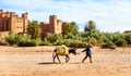 Moroccan Man Walking with Mule past Ait Benhaddou