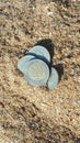 moroccan money 5 dh in sand, moroccan money coins partially buried in sand.