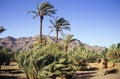 Moroccan palm grove