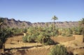 Moroccan palm grove