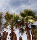 2 moroccan palm trees in sunny day Royalty Free Stock Photo