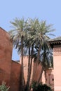 Moroccan palms Royalty Free Stock Photo