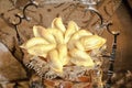 Moroccan patisserie cornes de gazelle.