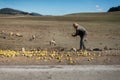Moroccan shepherd feeding his animals along the road with apples