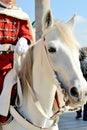 Moroccan soldier on the horse Royalty Free Stock Photo