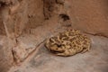 Moroccan Spade foot Toad