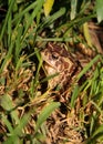 Moroccan Spadefoot Toad (Pelobates varaldii) Royalty Free Stock Photo