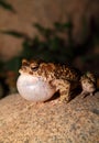 Moroccan Spadefoot Toad (Pelobates varaldii) Royalty Free Stock Photo